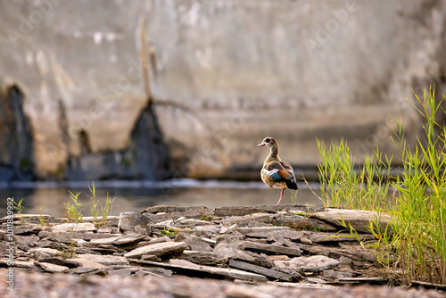 A Egyptian goose in the wild