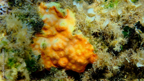 Bryozoa or moss animal Schizomavella (Schizomavella) mamillata undersea, Aegean Sea, Greece, Alonissos island, Chrisi Milia beach photo