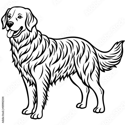 labrador retriever