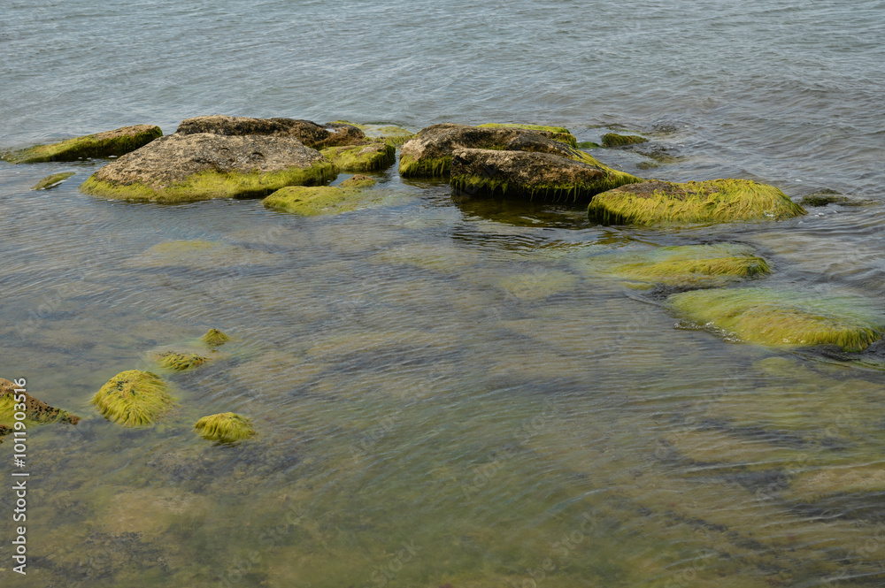 Green seaweed on rocks of of sea shore