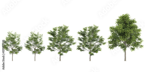 Wallpaper Mural collection of Celtis Australis trees isolated on white background Torontodigital.ca