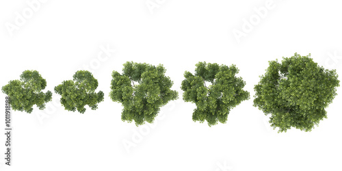 collection of Celtis Australis trees isolated on white background from top view