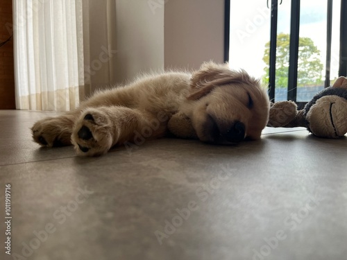 A foto é um retrato perfeito da raça Golden Retriever: amável, brincalhão, inteligente e cheio de vida. Adora bolinha, água, piscina, lagos e correr. Muita fofura! photo