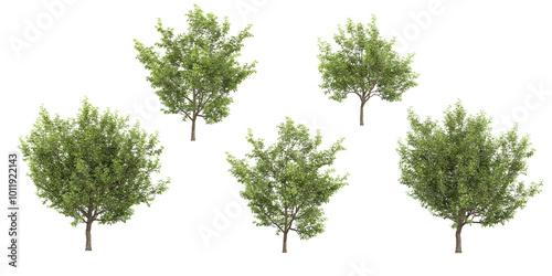 collection of Cottonwood trees isolated on white background