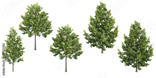 Fototapeta Naklejka Na Ścianę i Meble -  collection of Liquidambar styraciflua tress isolated on white background