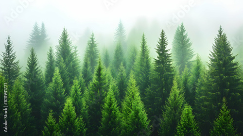 Aerial View of Lush Green Pine Forest Enveloped in Misty Morning Fog