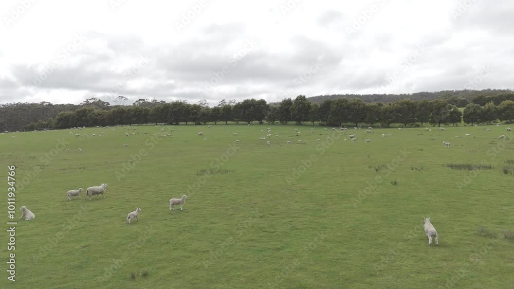Breathtaking Aerial Shots of Sheep in Motion Against Tasmania's Picturesque Landscape Breathtaking Aerial Shots of Sheep in Motion Against Tasmania's Picturesque Landscape