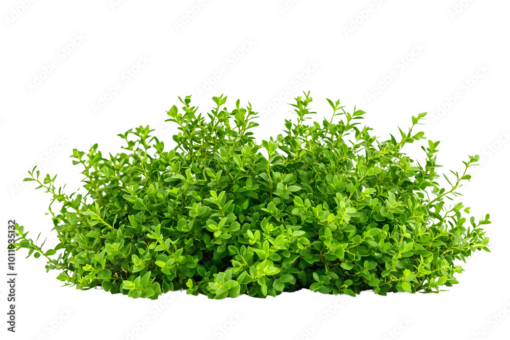 A Garden shrubs, green bushes, and tree, isolated on a transparent background. A Garden shrubs, green bushes, and tree, isolated on a transparent background.