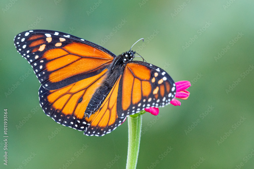 Male monarch butterfly perched with spread wings on bright pink flower with green background Male monarch butterfly perched with spread wings on bright pink flower with green background