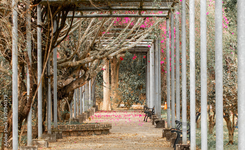 A Park Path Adorned with Magenta and White Petals, Showcasing the Beautiful Interplay of Tree Shadows and Canopy Supports in a One-Point Perspective