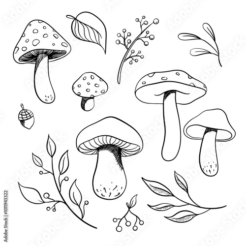 Autumn nature vector set sketches. Hand drawn set of forest leaves and mushrooms, seasonal harvest. Black line isolated illustrations.