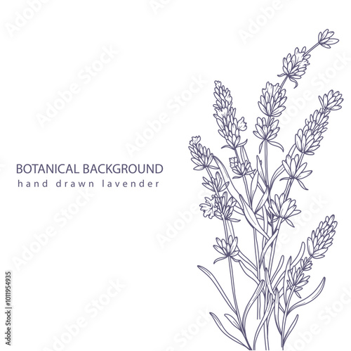 Lavender Line Art. Botanical Background trendy minimalist lavender. Hand drawn floral border background template. Floral Line Art Illustration. Lavender Border Outline. Luxury Line Floral Art.