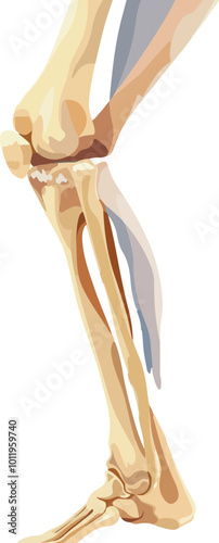 Human knee joint and leg in x-ray