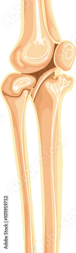 Human knee joint and leg in x-ray