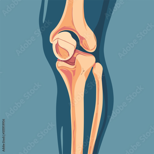 Human knee joint and leg in x-ray