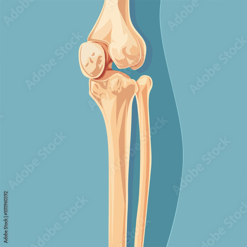 Human knee joint and leg in x-ray