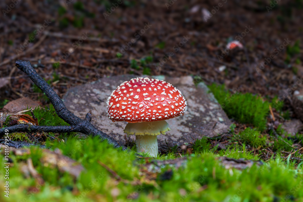 A vibrant red mushroom thriving in its forest setting, showcasing intricate details, Amanita muscaria, fly agaric A vibrant red mushroom thriving in its forest setting, showcasing intricate details, Amanita muscaria, fly agaric