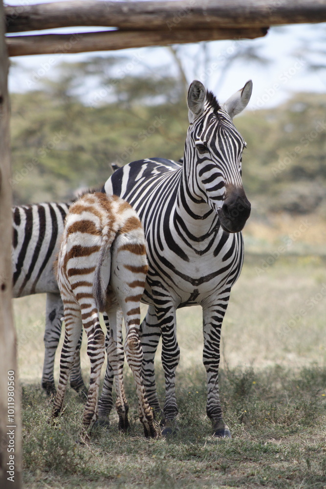 Fototapeta premium animals in its natural habitat