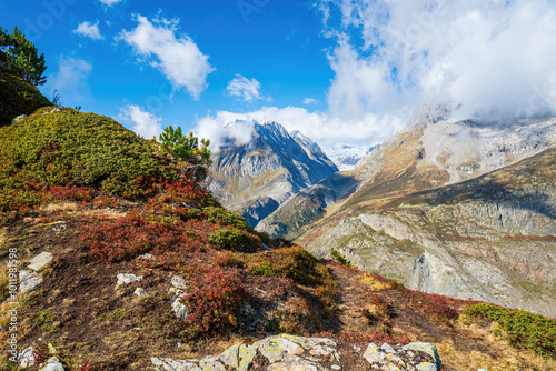 Stunning view of the Swiss Alps from Moosfluh, Bettmeralp. Colorful autumn vegetation in the foreground with snow-capped peaks and glaciers in the distance under a blue sky