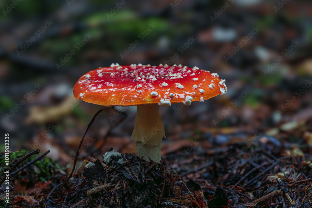 A vibrant red mushroom thriving in its forest setting, showcasing intricate details, Amanita muscaria, fly agaric A vibrant red mushroom thriving in its forest setting, showcasing intricate details, Amanita muscaria, fly agaric