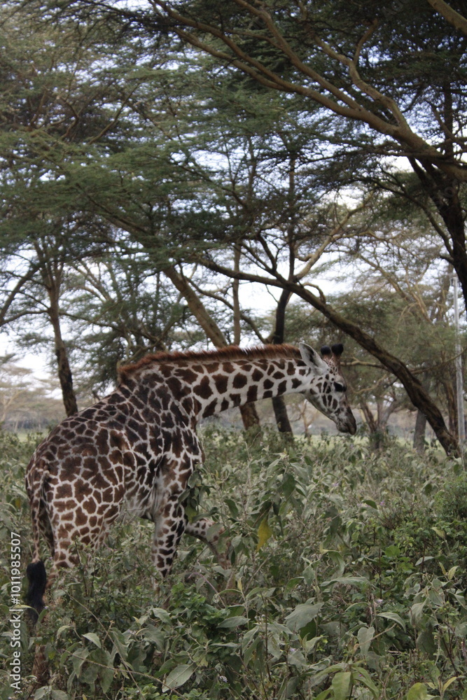 Obraz premium wildlife in its habitat