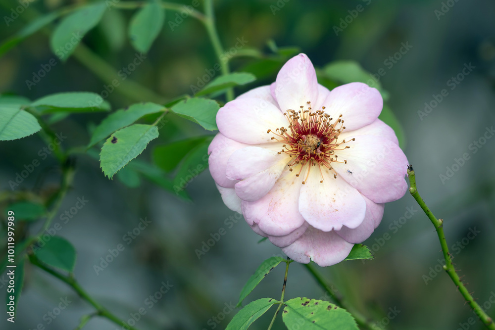 Obraz premium Dog rose