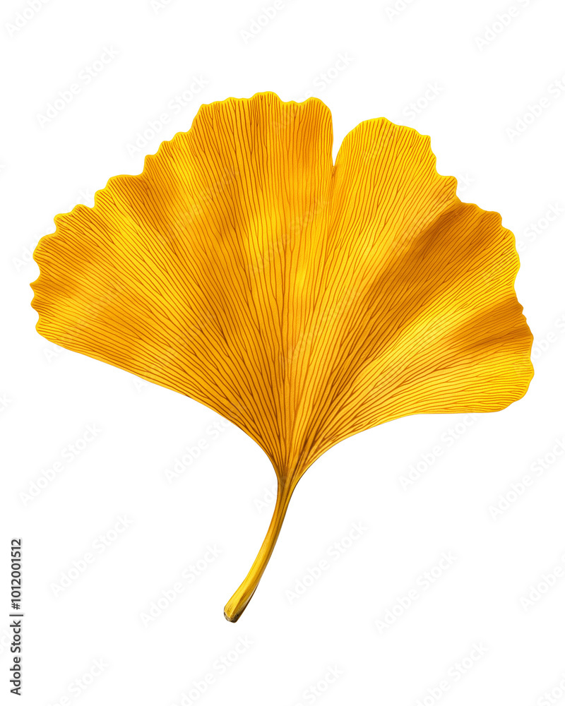 a yellow Ginkgo leaf bade by cookie isolated on transparent background a yellow Ginkgo leaf bade by cookie isolated on transparent background