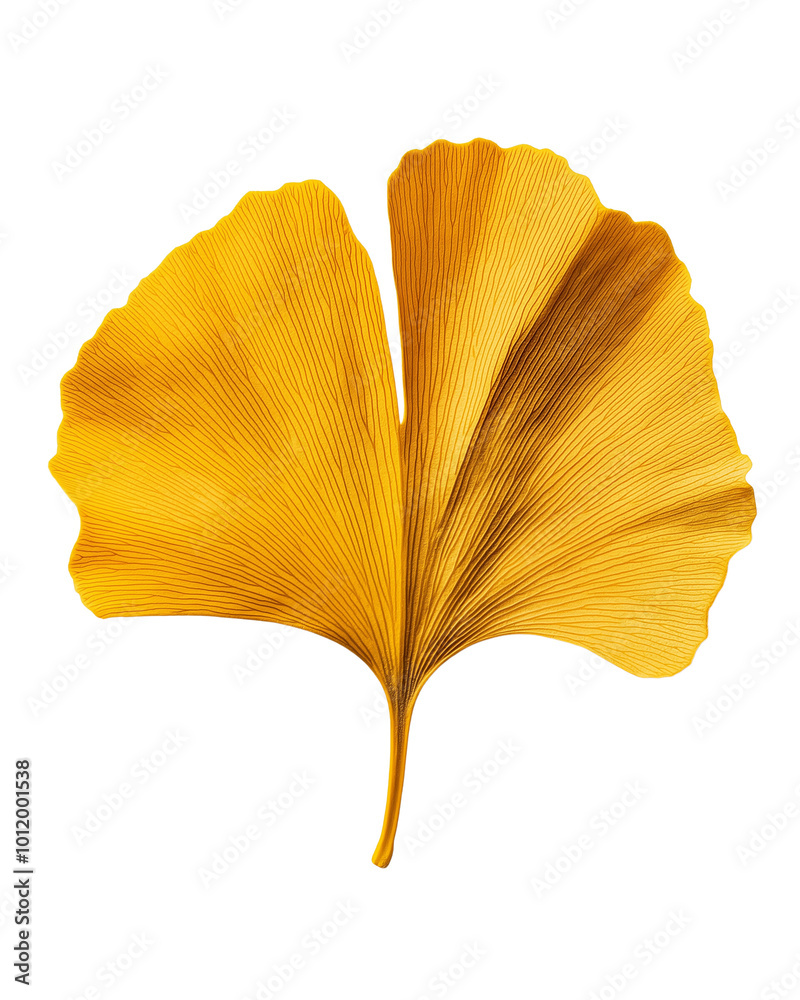 a yellow Ginkgo leaf bade by cookie isolated on transparent background a yellow Ginkgo leaf bade by cookie isolated on transparent background