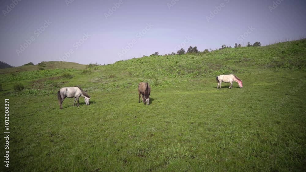 Horses grazing in the stunning Greenery meadow of Khaptad National Park, Farwest Nepal, Himalayan Region Horses grazing in the stunning Greenery meadow of Khaptad National Park, Farwest Nepal, Himalayan Region