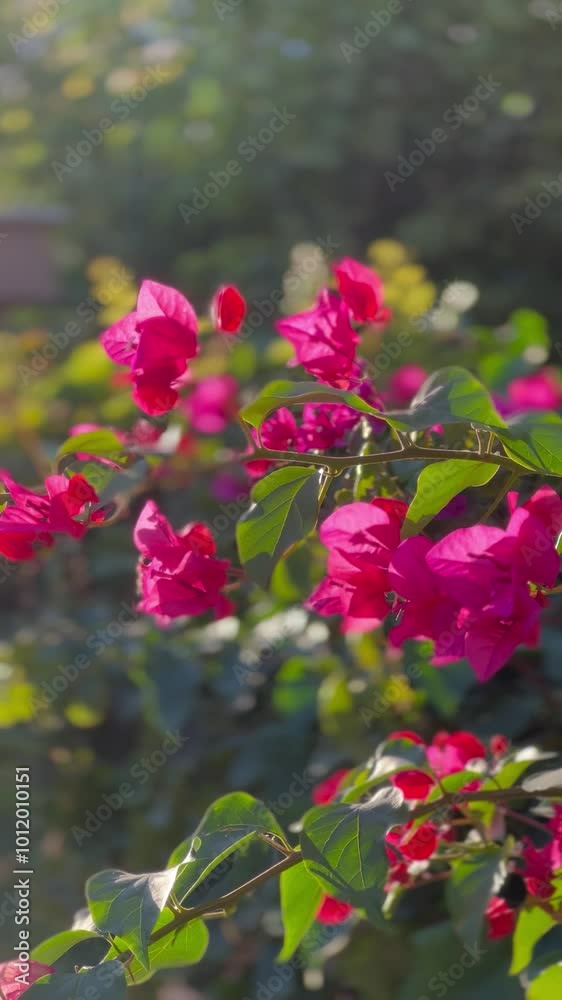 Bougainvillea flowers in spring over the streets Mykonos Bougainvillea flowers in spring over the streets Mykonos
