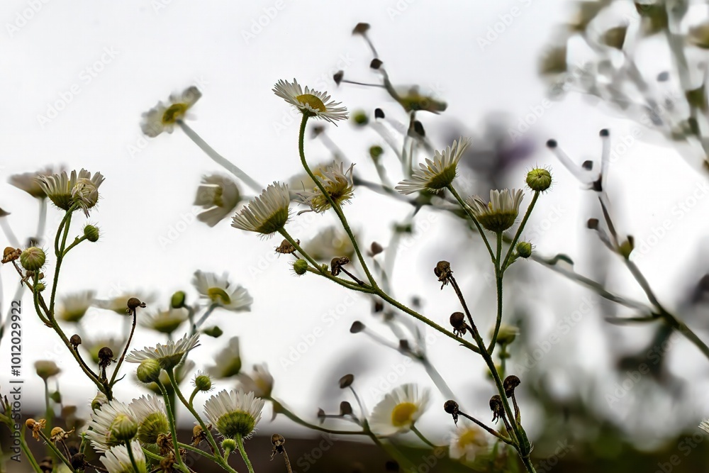 photo recording of a type of plant called fine jet