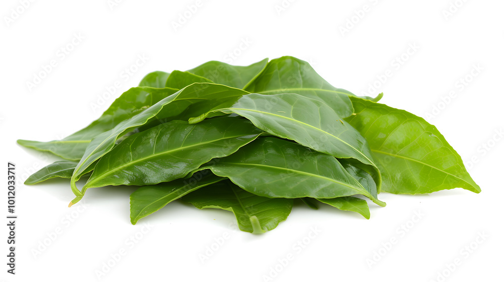 Fresh Curry Leaves | Fragrant and Essential Ingredient for Authentic Indian and Asian Cuisine Fresh Curry Leaves | Fragrant and Essential Ingredient for Authentic Indian and Asian Cuisine