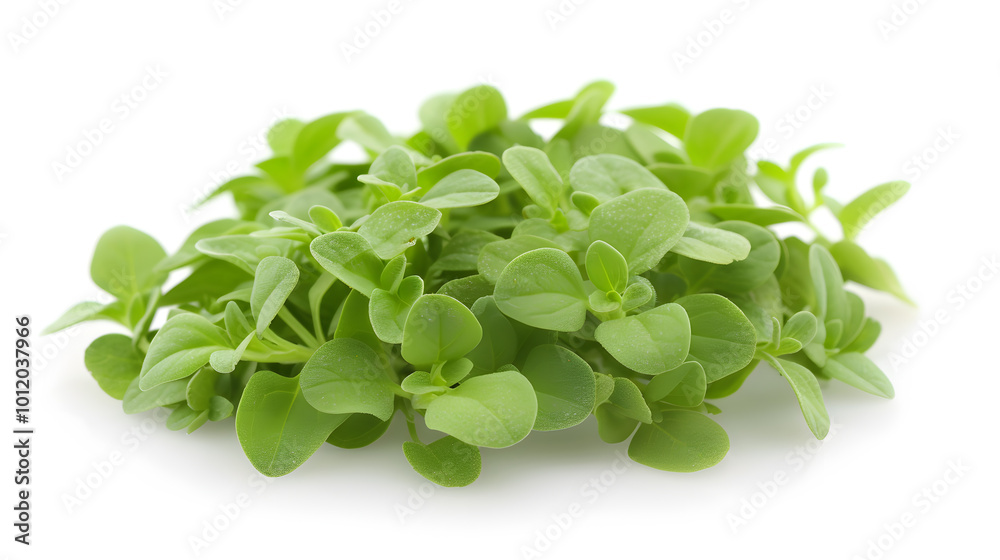 Obraz premium Fresh Marjoram Leaves | Aromatic and Versatile Herb for Cooking and Herbal Remedies