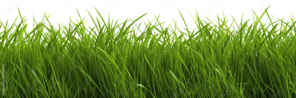 PNG Green grass field isolated backgrounds plant lawn. PNG Green grass field isolated backgrounds plant lawn.