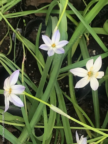 White flowers of the Ipheion uniflorum