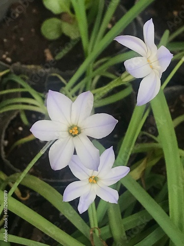 White flowers of the Ipheion uniflorum photo