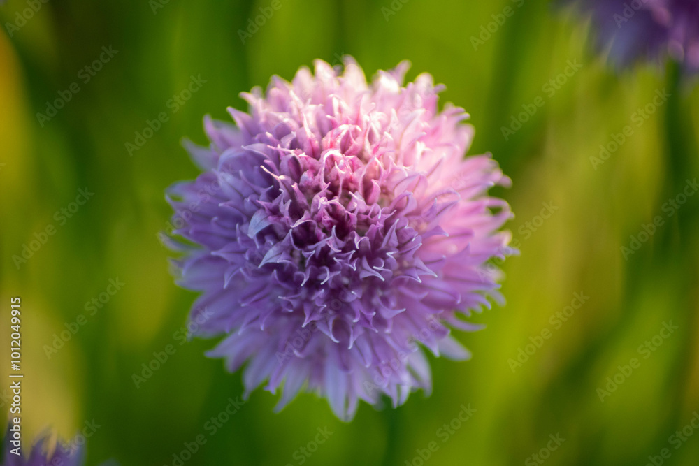 Fototapeta premium close up of a flower