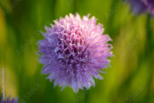 close up of a flower