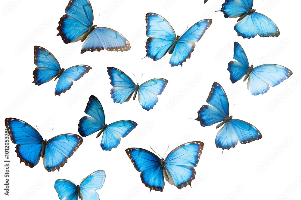 Many blue butterflies flutter on a transparent background Many blue butterflies flutter on a transparent background