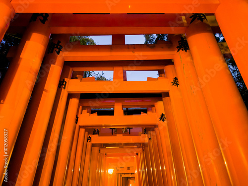 The Fushimi Inari taisha Grand Shrine in Kyoto, Japan, with the thousands of torii gates photo