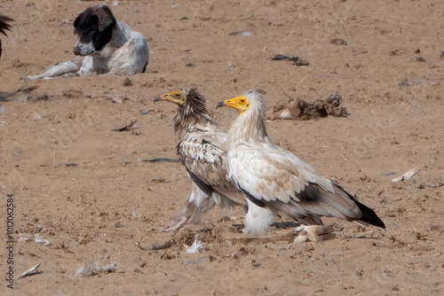 Принти на полотні Egyptian vulture or Neophron percnopterus, at Jorbeer in Rajasthan, India