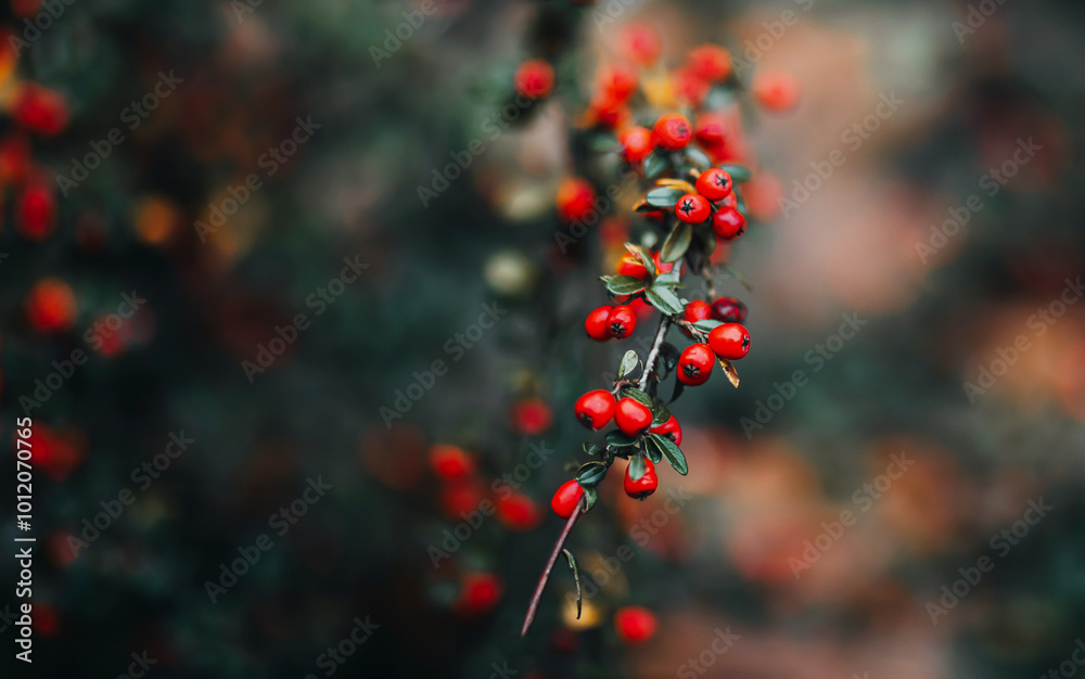 red rowan tree on a blurred background red rowan tree on a blurred background