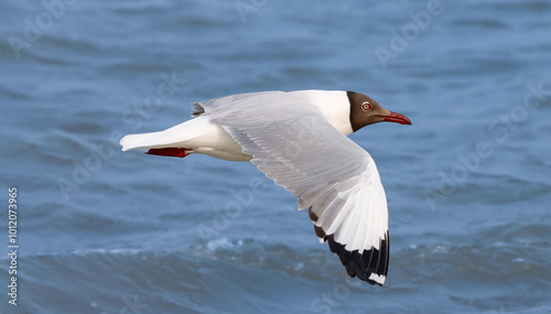 This photograph features a Brown-headed Gull in flight over the coastal waters of Odisha. With its distinctive brown head and white body, the gull gracefully soars above the ocean