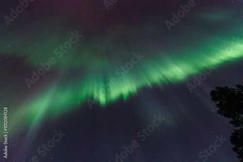 Aurora Borealis, Norhtern Lights above the trees in the Norwegian forest around the arctic circle, KP6 or KP7 solar storm.