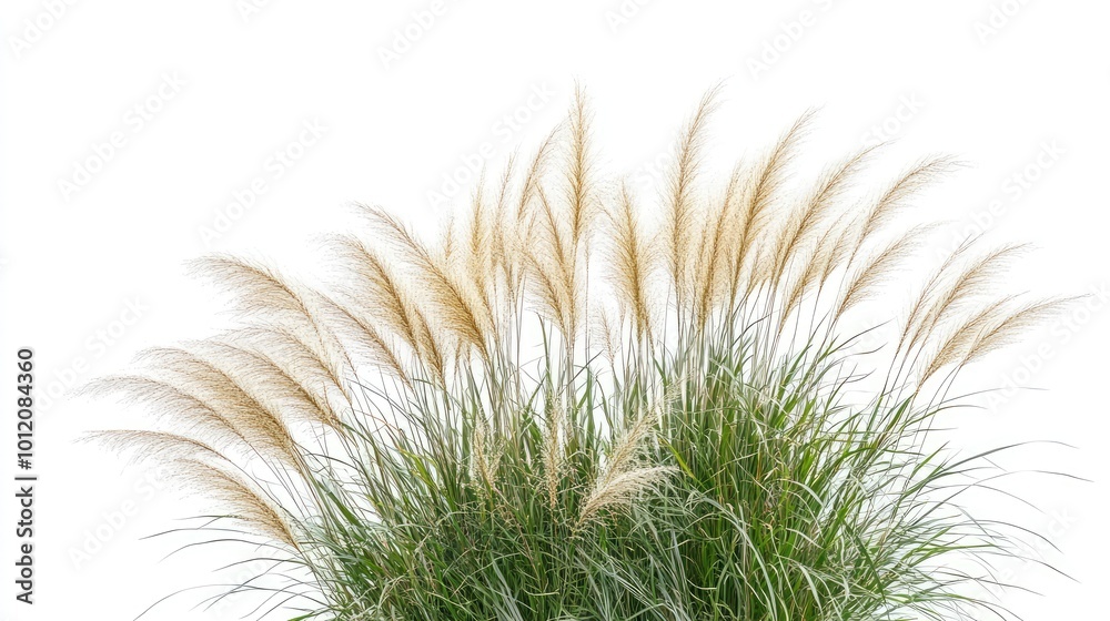 Ornamental Grass Bloom. AI generated illustration. Ornamental Grass Bloom. AI generated illustration.