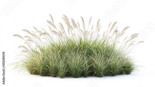 Ornamental Grass Bloom. AI generated illustration.