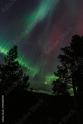 Aurora Borealis, Norhtern Lights above the trees in the Norwegian forest around the arctic circle, KP6 or KP7 solar storm. Green and red colors. Colorful aurora.