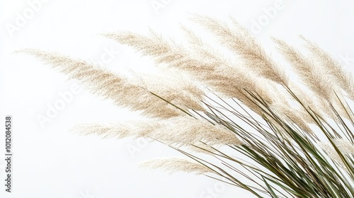 Ornamental Grass Bloom. AI generated illustration.