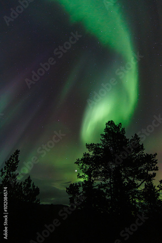 Aurora Borealis, Norhtern Lights above the trees in the Norwegian forest around the arctic circle, KP6 or KP7 solar storm.