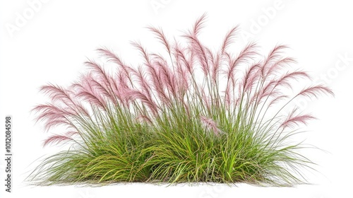 Ornamental Grass Bloom. AI generated illustration.